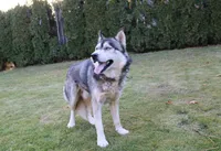 AKC Luke Black Boy - Blue Eyes, a male Siberian Husky for sale in Evans, WA – Photo 9 of 9