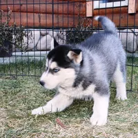 AKC Luke Black Boy - Blue Eyes, a male Siberian Husky for sale in Evans, WA – Photo 4 of 9