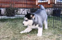 AKC Luke Black Boy - Blue Eyes, a male Siberian Husky for sale in Evans, WA – Photo 4 of 9