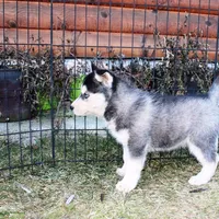 AKC Luke Black Boy - Blue Eyes, a male Siberian Husky for sale in Evans, WA – Photo 7 of 9
