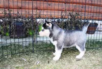 AKC Luke Black Boy - Blue Eyes, a male Siberian Husky for sale in Evans, WA – Photo 7 of 9