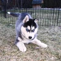 AKC Luke Black Boy - Blue Eyes, a male Siberian Husky for sale in Evans, WA – Photo 1 of 9