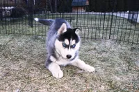 AKC Luke Black Boy - Blue Eyes, a male Siberian Husky for sale in Evans, WA – Photo 1 of 9