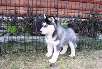 AKC Luke Black Boy - Blue Eyes, a male Siberian Husky for sale in Evans, WA – Photo 6 of 9