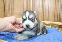 AKC Alik Grey Husky with Blue Eyes, a male Siberian Husky for sale in Evans, WA – 4 of 6