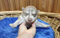 AKC Nill Red and White with Blue Eyes Male, a male Siberian Husky for sale in Evans, WA – 2 of 8