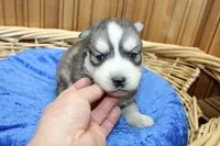 AKC Alik Grey Husky with Blue Eyes, a male Siberian Husky for sale in Evans, WA – 2 of 6