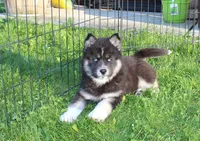AKC Alesya Female Blue Eyes Husky, a female Siberian Husky for sale in Evans, WA – 2 of 10