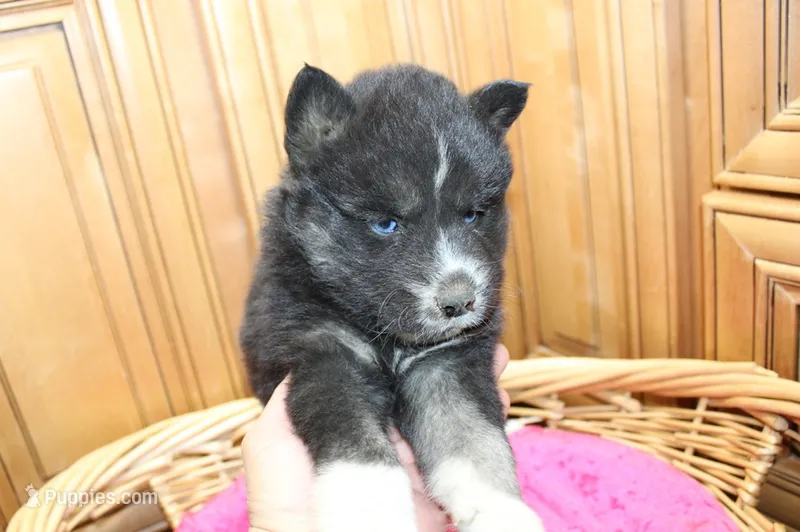 AKC Alesya Female Blue Eyes Husky – Siberian Husky puppy for sale in Evans, WA
