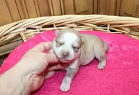 AKC Nelya Red and White with Blue Eyes Female, a female Siberian Husky for sale in Evans, WA – 7 of 7