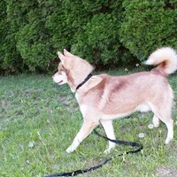 Mars Red Boy - Blue Eyes, a male Siberian Husky for sale in Evans, WA – Photo 7 of 7