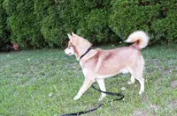 Mars Red Boy - Blue Eyes, a male Siberian Husky for sale in Evans, WA – Photo 7 of 7