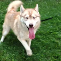 Mars Red Boy - Blue Eyes, a male Siberian Husky for sale in Evans, WA – Photo 1 of 7