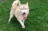 Mars Red Boy - Blue Eyes, a male Siberian Husky for sale in Evans, WA – Photo 1 of 7