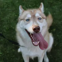 Mars Red Boy - Blue Eyes, a male Siberian Husky for sale in Evans, WA – Photo 4 of 7