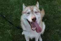 Mars Red Boy - Blue Eyes, a male Siberian Husky for sale in Evans, WA – Photo 4 of 7