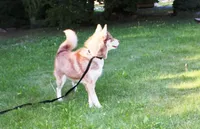Mars Red Boy - Blue Eyes, a male Siberian Husky for sale in Evans, WA – Photo 6 of 7