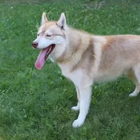 Mars Red Boy - Blue Eyes, a male Siberian Husky for sale in Evans, WA – Photo 3 of 7