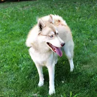 Mars Red Boy - Blue Eyes, a male Siberian Husky for sale in Evans, WA – Photo 2 of 7