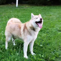 Mars Red Boy - Blue Eyes, a male Siberian Husky for sale in Evans, WA – Photo 5 of 7