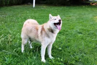 Mars Red Boy - Blue Eyes, a male Siberian Husky for sale in Evans, WA – Photo 5 of 7