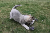 AKC Anisa Grey Blue Eyes Girl, a female Siberian Husky for sale in Evans, WA – Photo 3 of 10