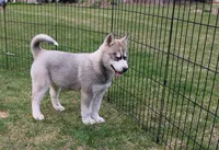 AKC Anisa Grey Blue Eyes Girl, a female Siberian Husky for sale in Evans, WA – Photo 4 of 10