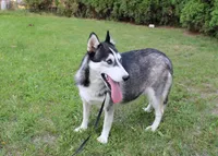 AKC Anisa Grey Blue Eyes Girl, a female Siberian Husky for sale in Evans, WA – Photo 9 of 10