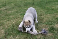 AKC Anisa Grey Blue Eyes Girl, a female Siberian Husky for sale in Evans, WA – Photo 6 of 10