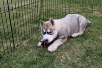 AKC Anisa Grey Blue Eyes Girl, a female Siberian Husky for sale in Evans, WA – Photo 7 of 10