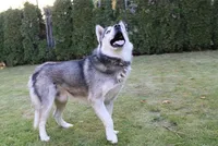 AKC Anisa Grey Blue Eyes Girl, a female Siberian Husky for sale in Evans, WA – Photo 10 of 10