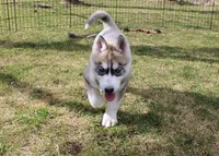AKC Anisa Grey Blue Eyes Girl, a female Siberian Husky for sale in Evans, WA – Photo 2 of 10