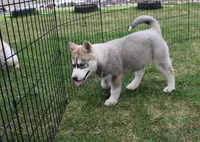 AKC Anisa Grey Blue Eyes Girl, a female Siberian Husky for sale in Evans, WA – Photo 8 of 10