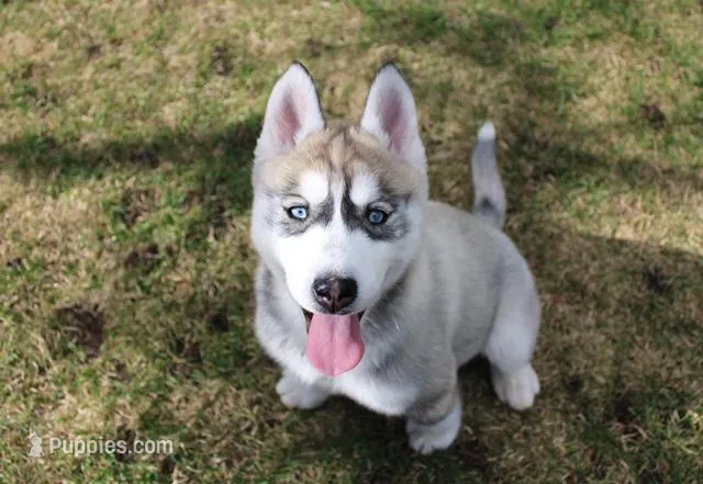 AKC Anisa Grey Blue Eyes Girl, a female Siberian Husky for sale in Evans, WA – Photo 1 of 10