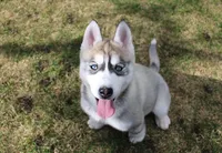 AKC Anisa Grey Blue Eyes Girl, a female Siberian Husky for sale in Evans, WA – Photo 1 of 10