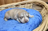 AKC Nill Red and White with Blue Eyes Male, a male Siberian Husky for sale in Evans, WA – 3 of 8