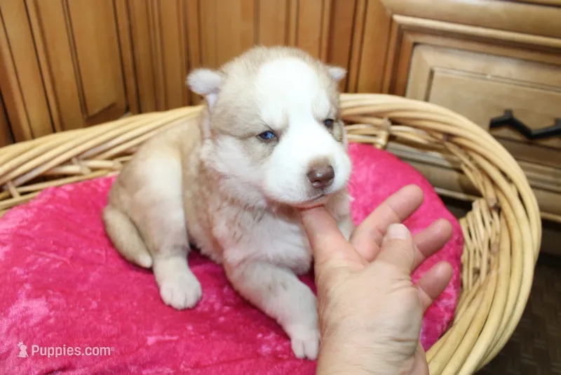 AKC Nelya Red and White with Blue Eyes Female – Siberian Husky puppy for sale in Evans, WA