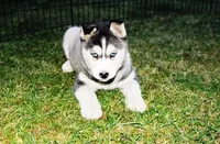AKC Sasha - Black - Blue Eyes, a female Siberian Husky for sale in Evans, WA – Photo 4 of 10