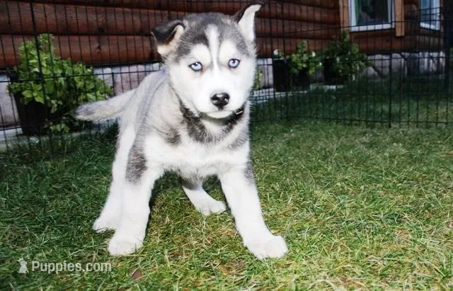 AKC Sasha - Black - Blue Eyes, a female Siberian Husky for sale in Evans, WA – Photo 1 of 10
