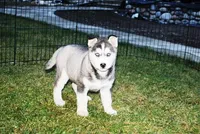 AKC Sasha - Black - Blue Eyes, a female Siberian Husky for sale in Evans, WA – Photo 2 of 10