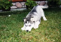 AKC Sasha - Black - Blue Eyes, a female Siberian Husky for sale in Evans, WA – Photo 5 of 10