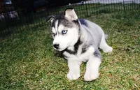 AKC Sasha - Black - Blue Eyes, a female Siberian Husky for sale in Evans, WA – Photo 3 of 10