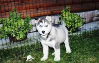 AKC Sasha - Black - Blue Eyes, a female Siberian Husky for sale in Evans, WA – Photo 6 of 10