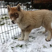 AKC Red Boy Nik - Blue Eyes, a male Siberian Husky for sale in Evans, WA – Photo 8 of 10