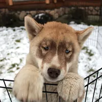 AKC Red Boy Nik - Blue Eyes, a male Siberian Husky for sale in Evans, WA – Photo 5 of 10