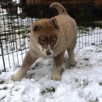 AKC Red Boy Nik - Blue Eyes, a male Siberian Husky for sale in Evans, WA – Photo 6 of 10