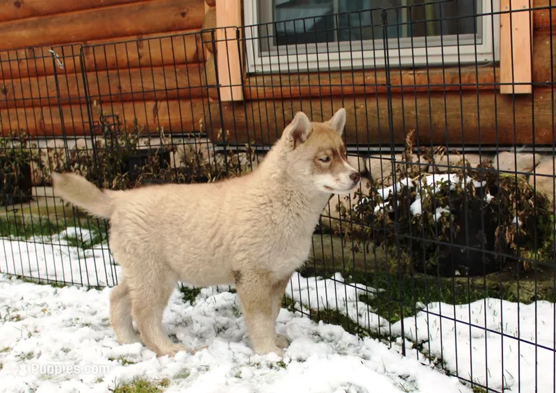 AKC Red Boy Nik - Blue Eyes