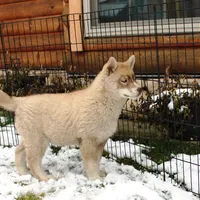 AKC Red Boy Nik - Blue Eyes, a male Siberian Husky for sale in Evans, WA – Photo 1 of 10