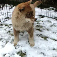 AKC Red Boy Nik - Blue Eyes, a male Siberian Husky for sale in Evans, WA – Photo 3 of 10