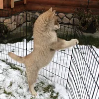 AKC Red Boy Nik - Blue Eyes, a male Siberian Husky for sale in Evans, WA – Photo 2 of 10